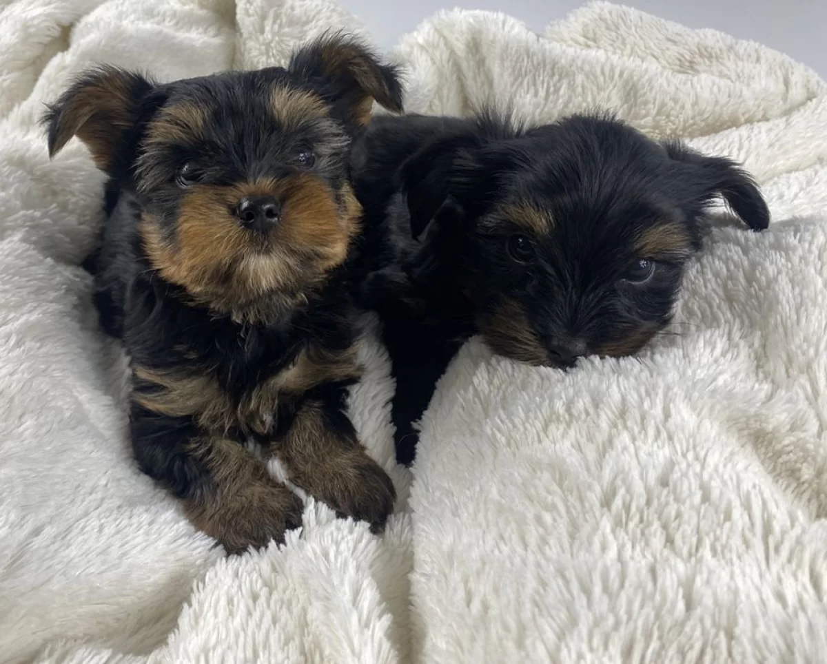 Mini Yorkshire Terrier, piękne pieski, yorki miniaturki