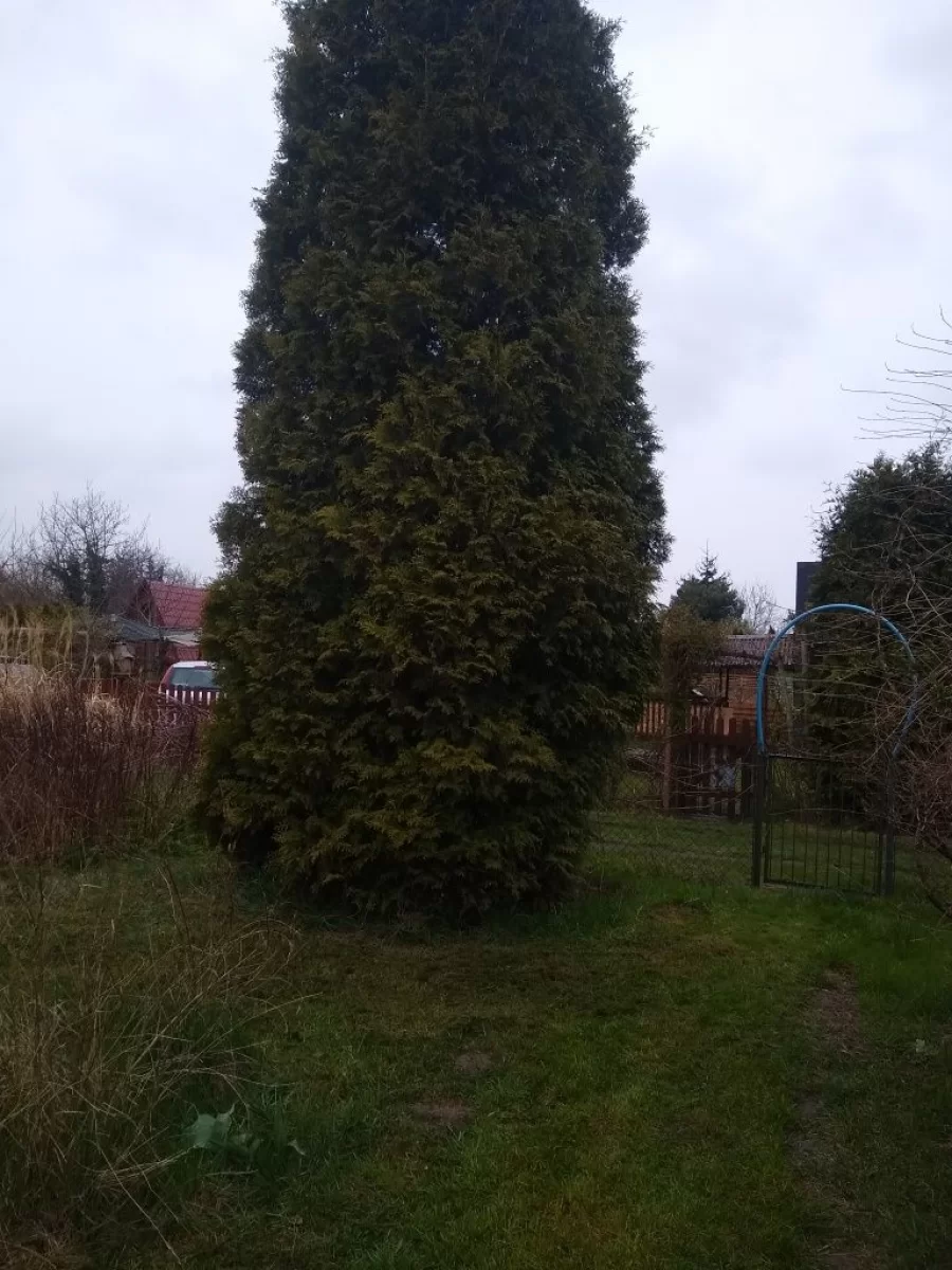 Działka ogródek dzialkowy w Warszawie
