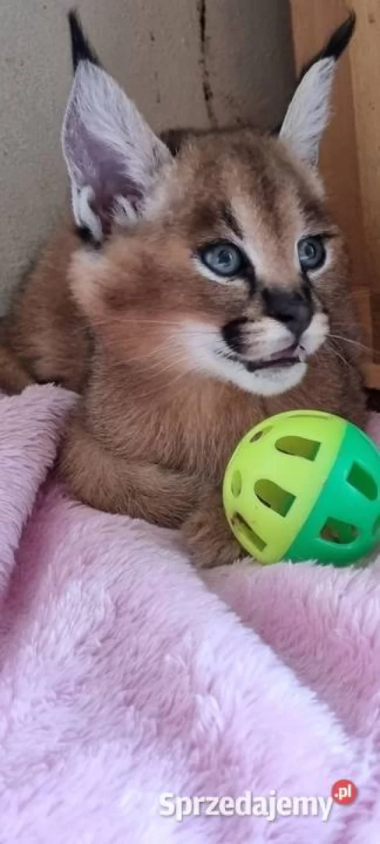 Karakal stepowy, karakal (Caracal caracal) - młode, oswojone