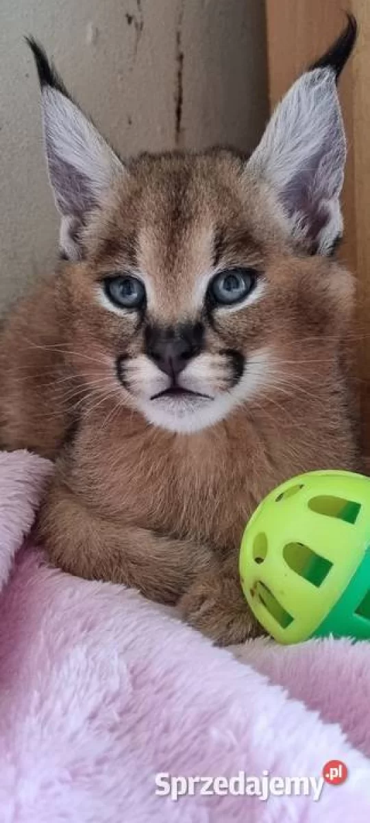 Karakal stepowy, karakal (Caracal caracal) - młode, oswojone
