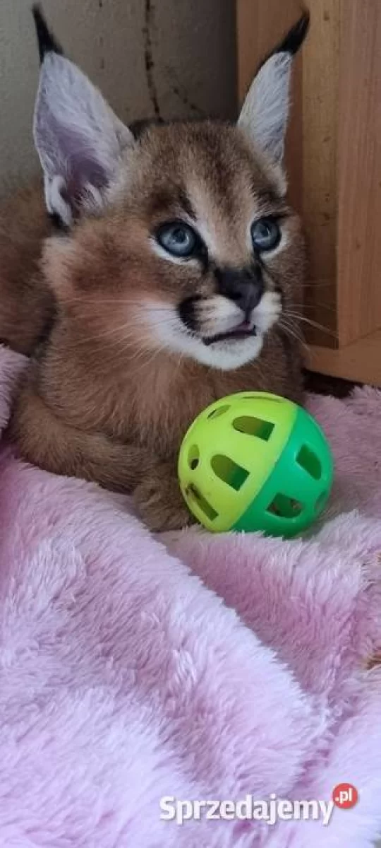 Karakal stepowy, karakal (Caracal caracal) - młode, oswojone
