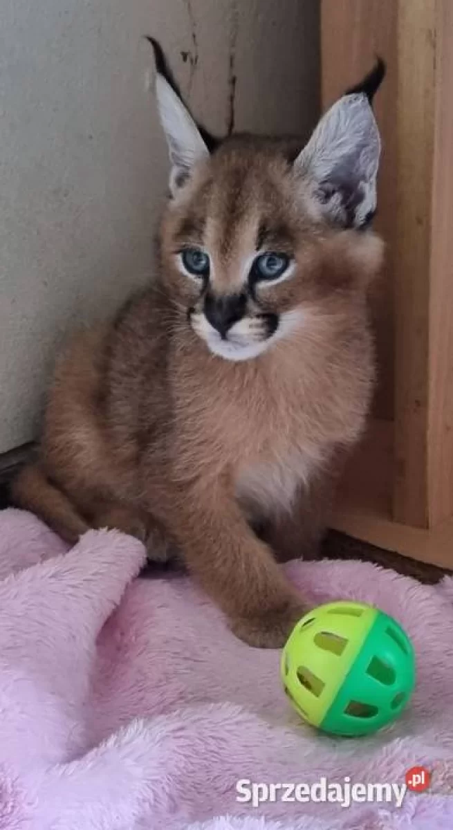 Karakal stepowy, karakal (Caracal caracal) - młode, oswojone