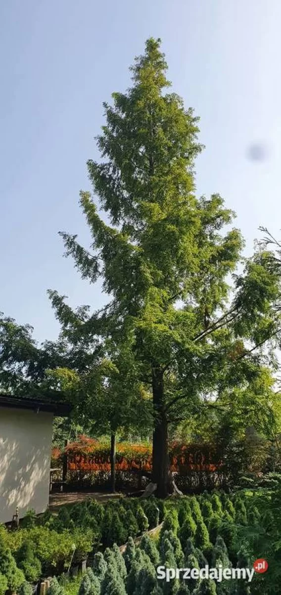 Metasekwoja chińska Duże drzewa, drzewo obwód pnia 50-75 cm