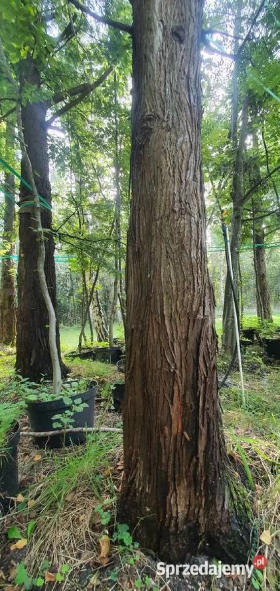 Metasekwoja chińska Duże drzewa, drzewo obwód pnia 50-75 cm
