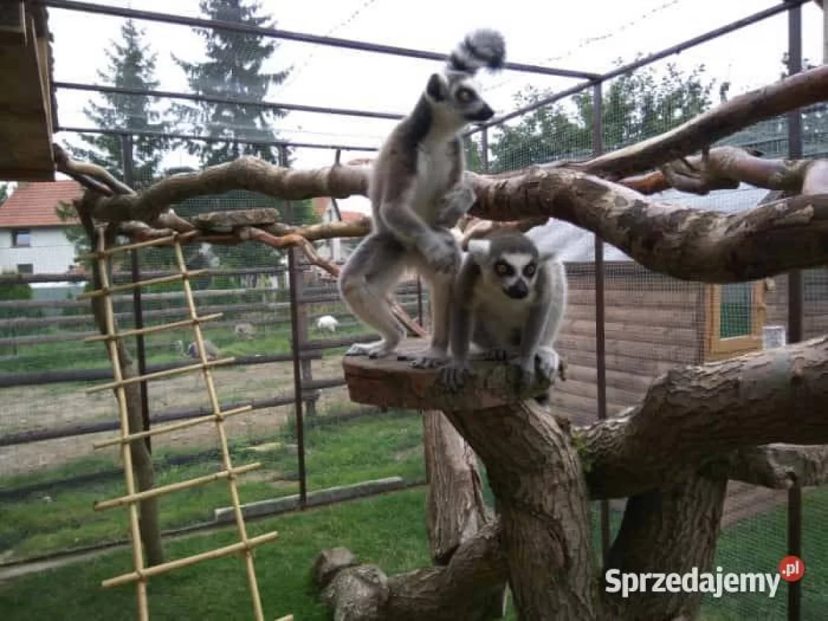 Sprzedaż lemurów Oswojone Lemury KATTA (Lemur catta) odkarmiane ręcznie młode