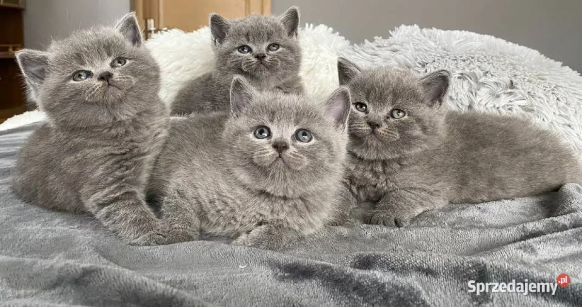 Koty brytyjskie niebieskie za darmo bez rodowodu