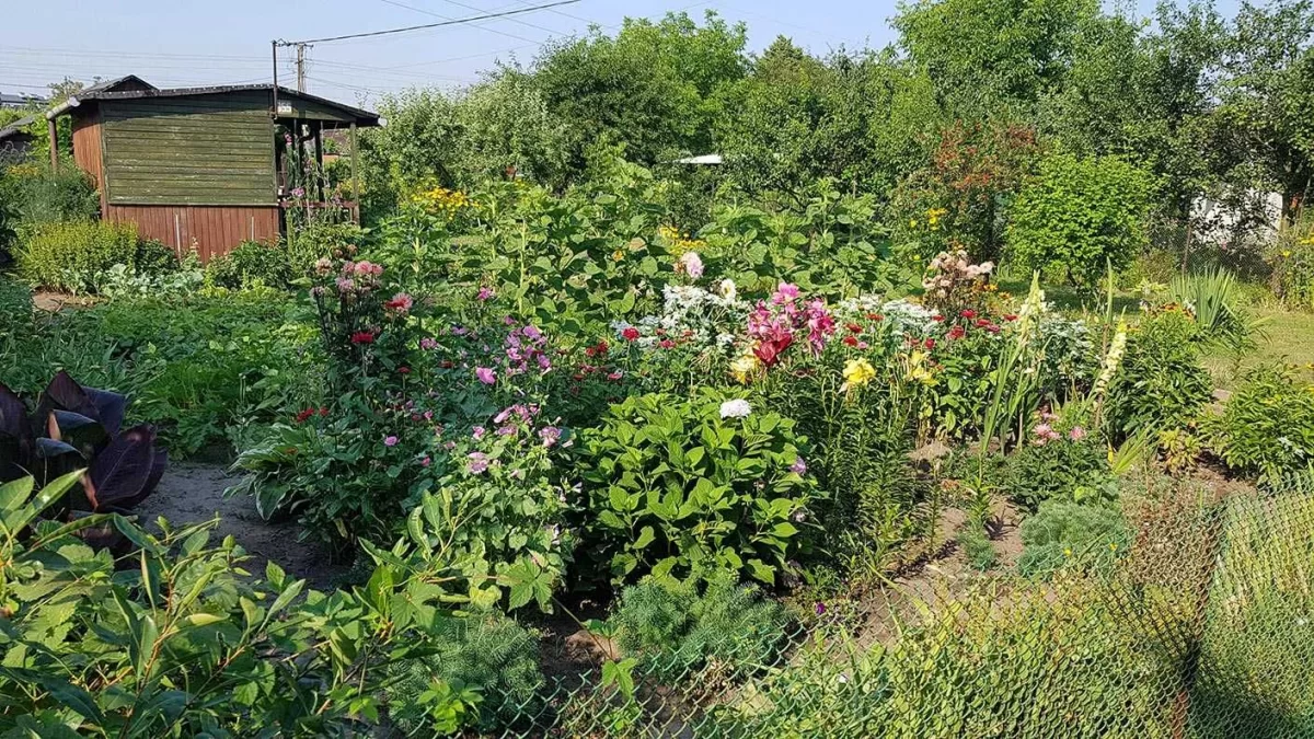 Działka rekreacyjna ROD Złote Piaski br.5 300m2