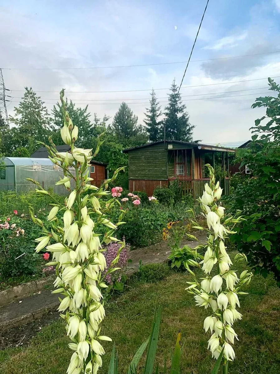 Działka rekreacyjna ROD Złote Piaski br.5 300m2