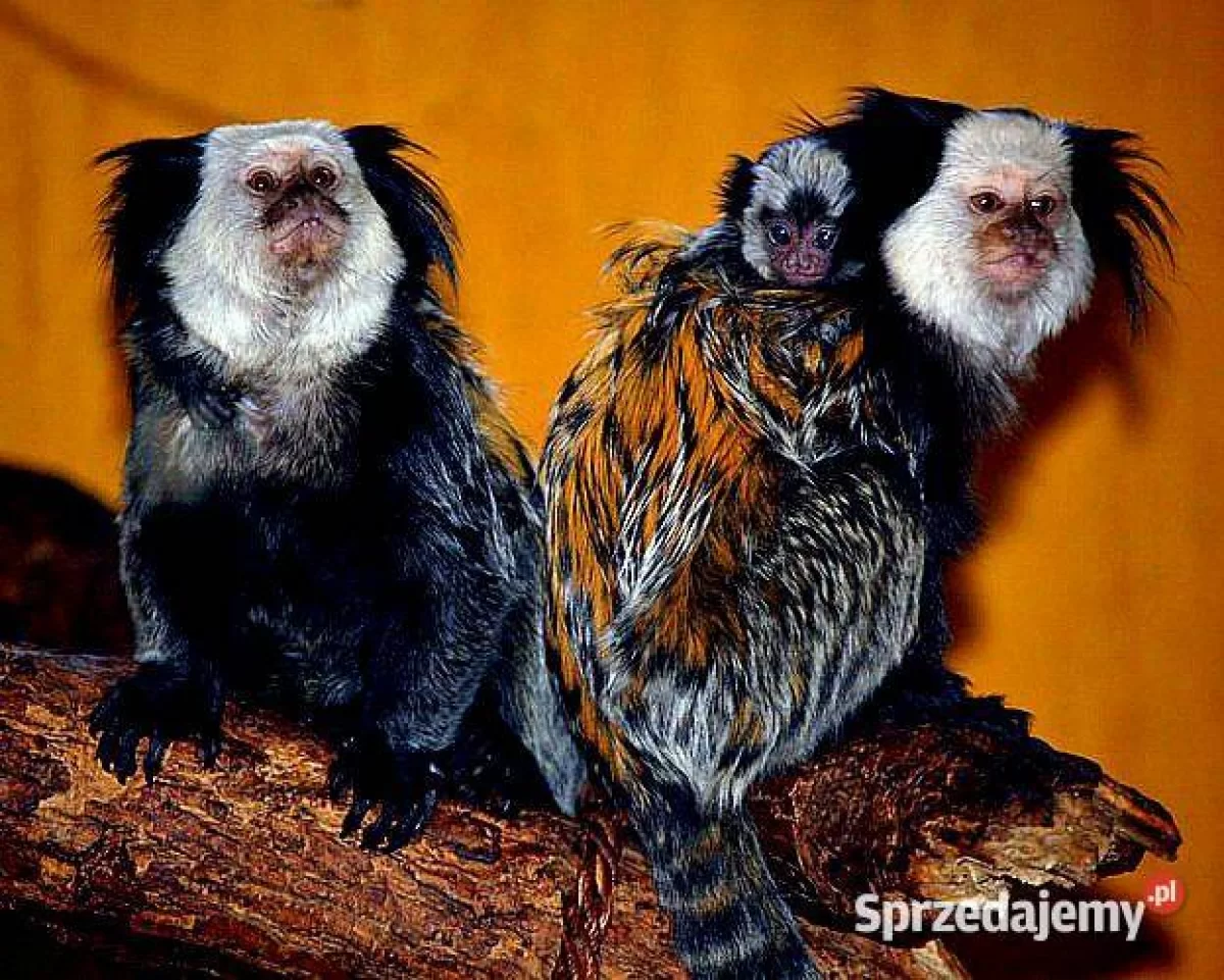 Callithrix geoffroyi (Marmozeta białogłowa) małpki sprzedam młode i oswojone