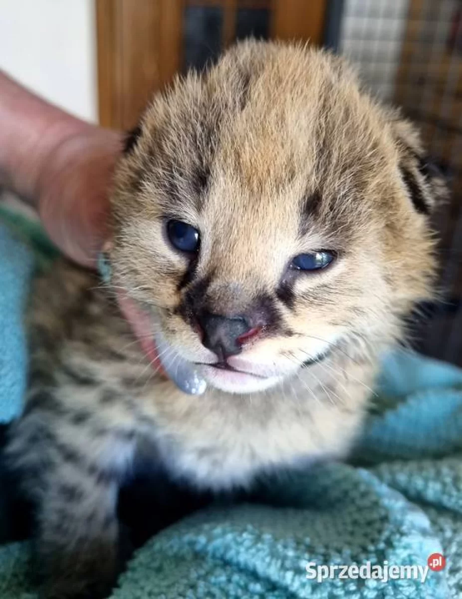 Serwal afrykański, Serval, Leptailurus serval sprzedam