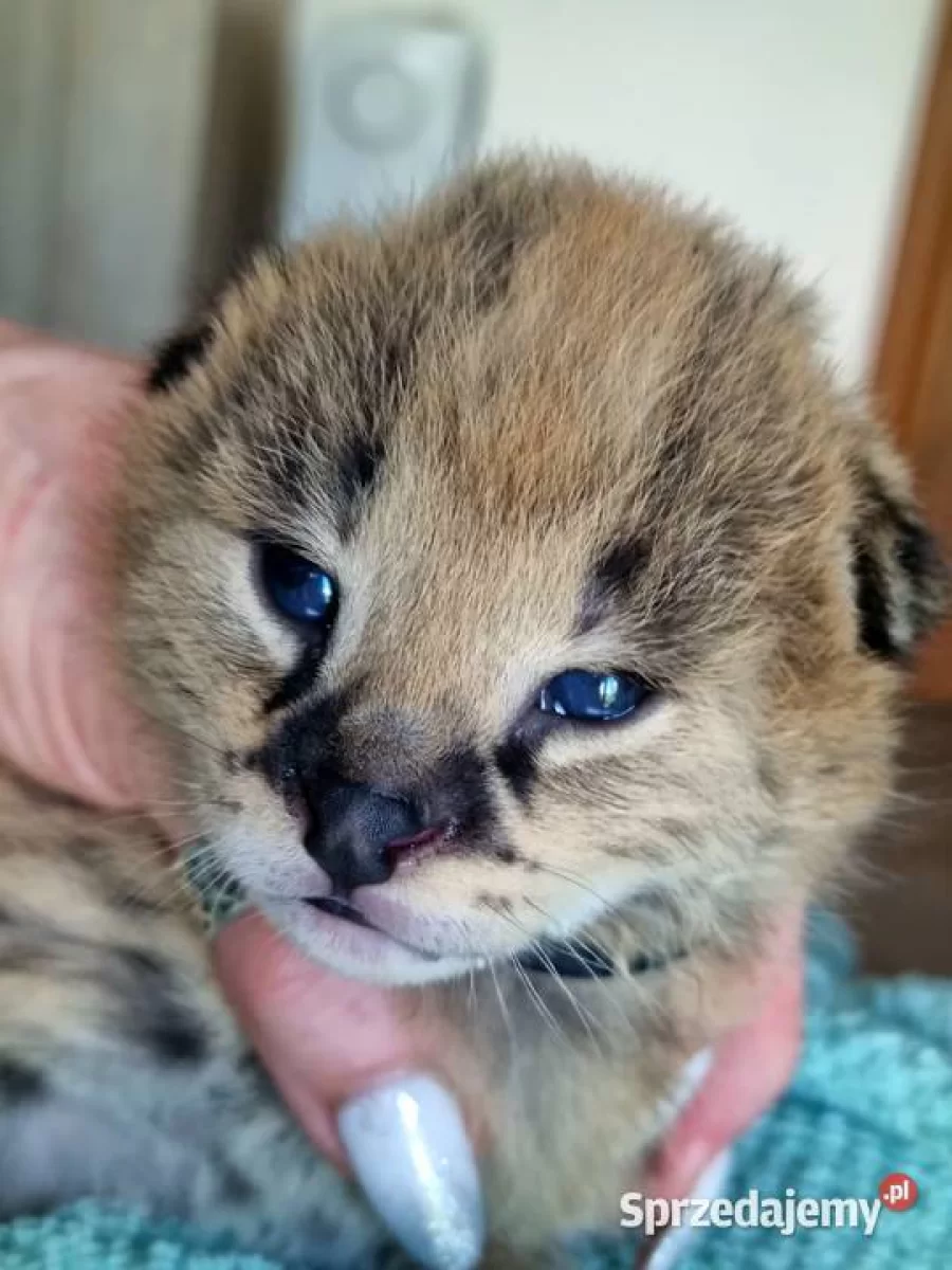 Serwal afrykański, Serval, Leptailurus serval sprzedam