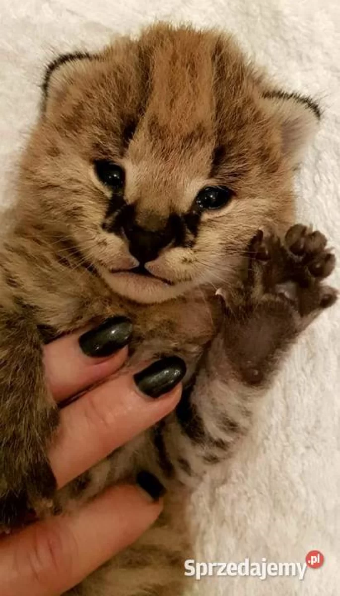 Serwal afrykański, Serval, Leptailurus serval sprzedam