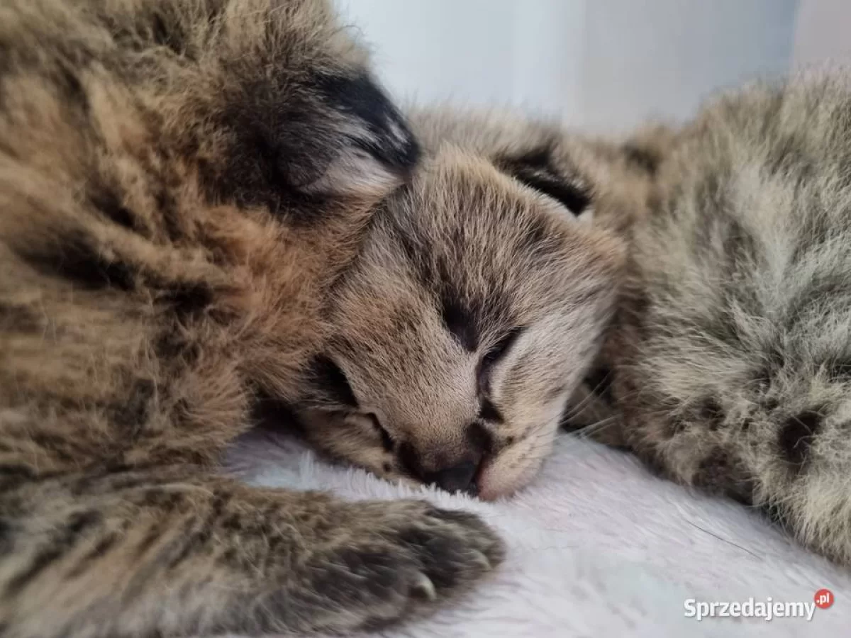 Serwal afrykański, Serval, Leptailurus serval sprzedam