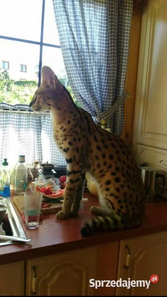 Serwal afrykański, Serval, Leptailurus serval sprzedam