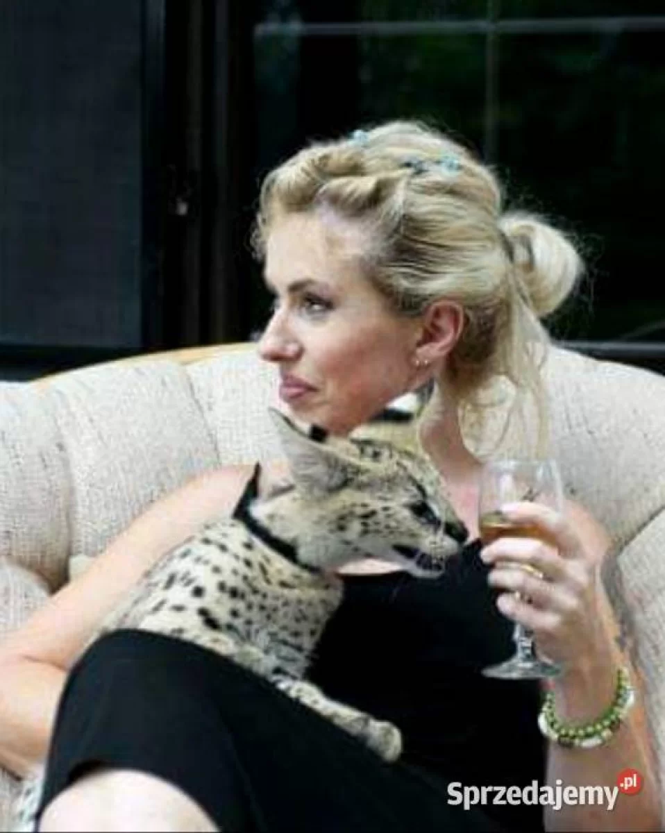 Serwal afrykański, Serval, Leptailurus serval sprzedam