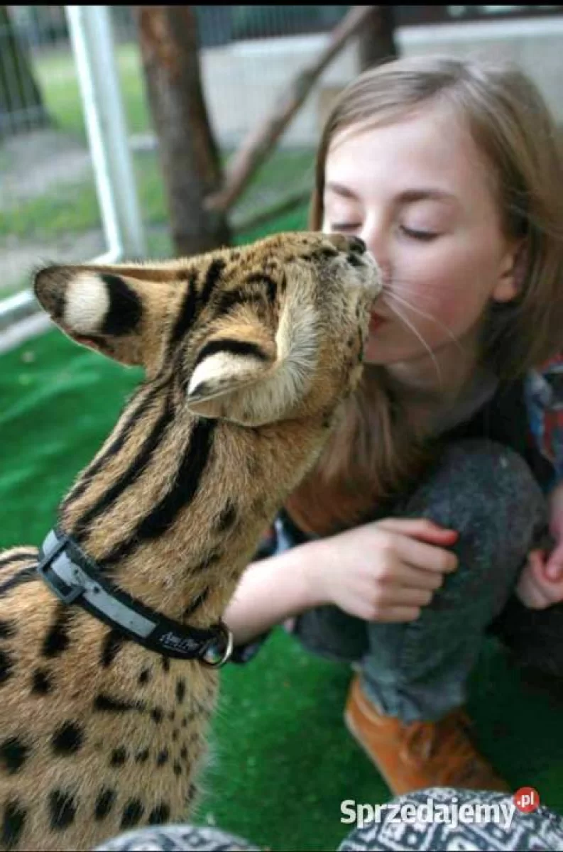 Serwal afrykański, Serval, Leptailurus serval sprzedam