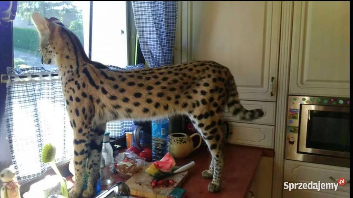 Serwal afrykański, Serval, Leptailurus serval sprzedam