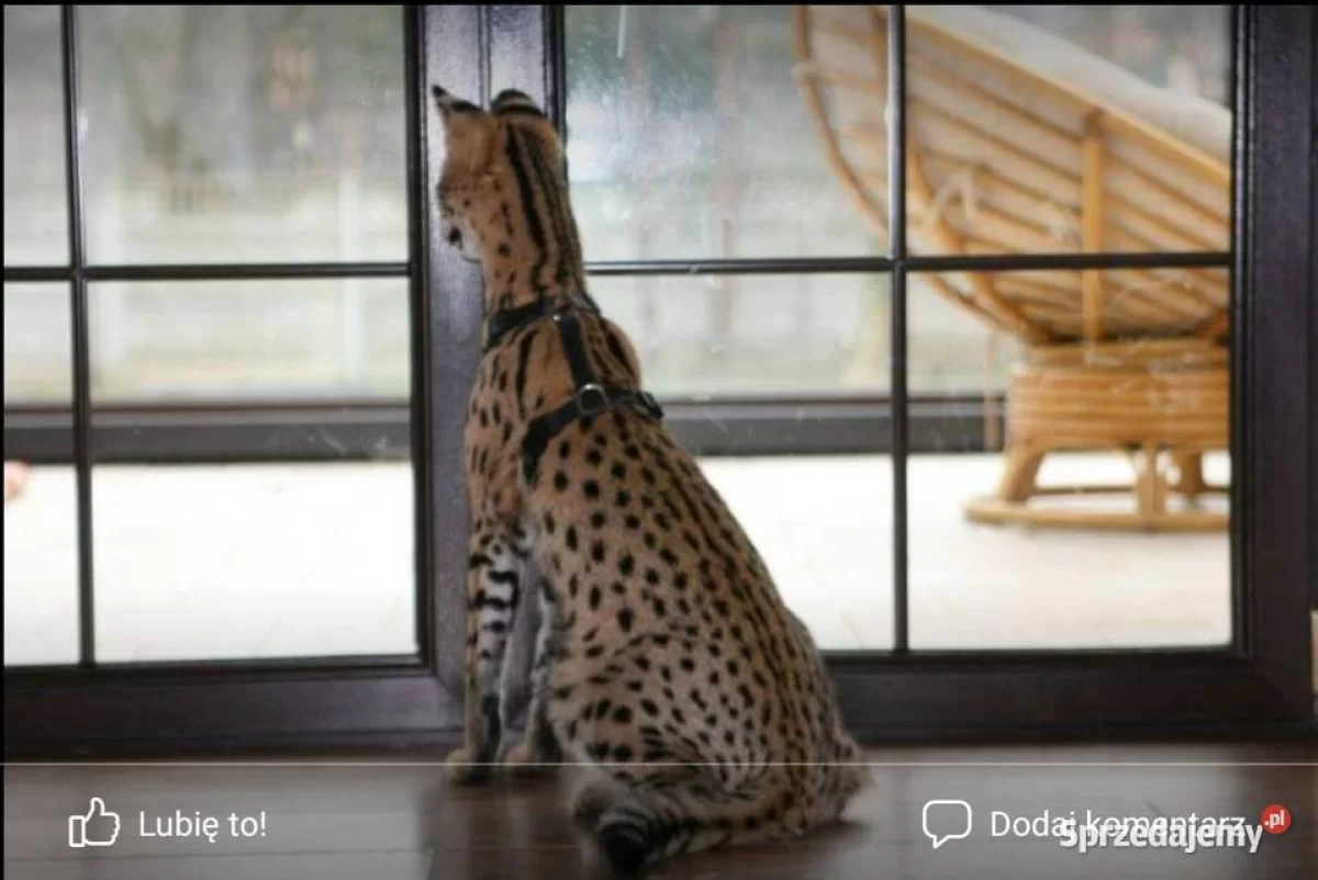 Serwal afrykański, Serval, Leptailurus serval sprzedam