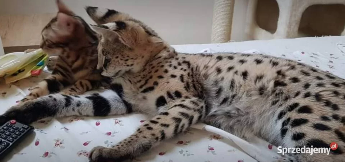 Serwal afrykański, Serval, Leptailurus serval sprzedam