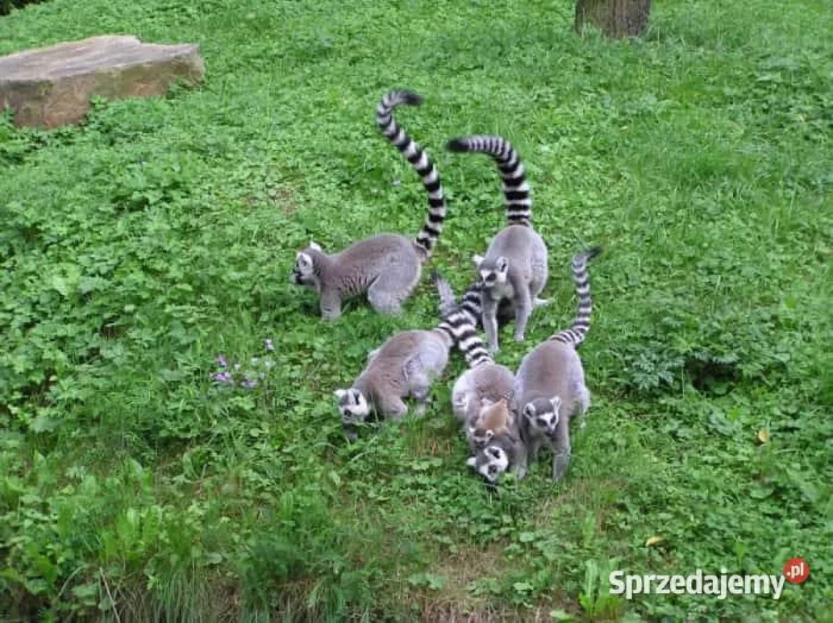 Sprzedam Oswojone Lemury KATTA (Lemur catta) odkarmiane ręcznie młode