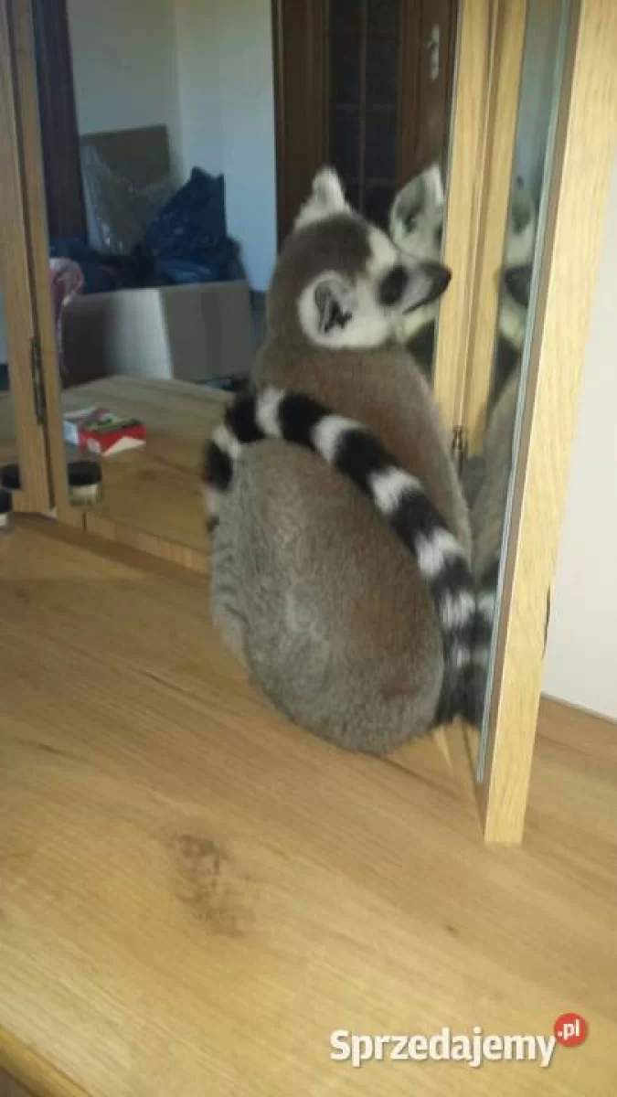 Sprzedam Oswojone Lemury KATTA (Lemur catta) odkarmiane ręcznie młode