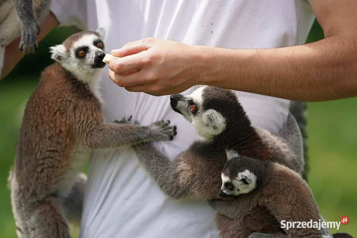 Sprzedam Oswojone Lemury KATTA (Lemur catta) odkarmiane ręcznie młode