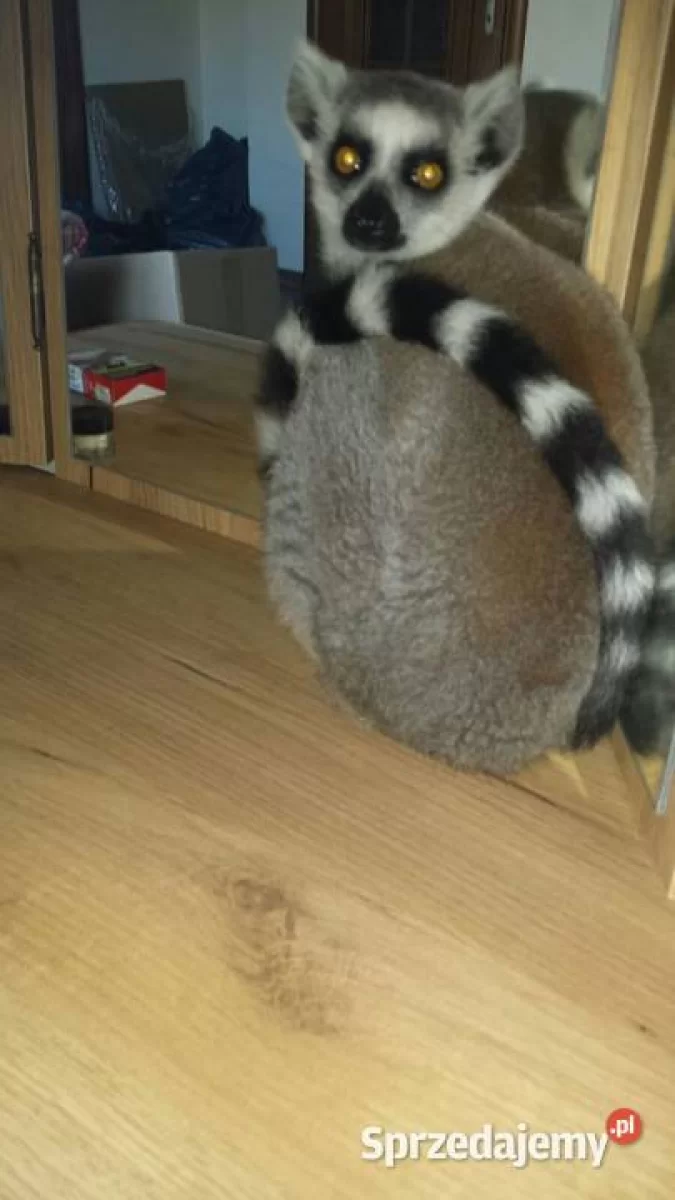 Sprzedam Oswojone Lemury KATTA (Lemur catta) odkarmiane ręcznie młode