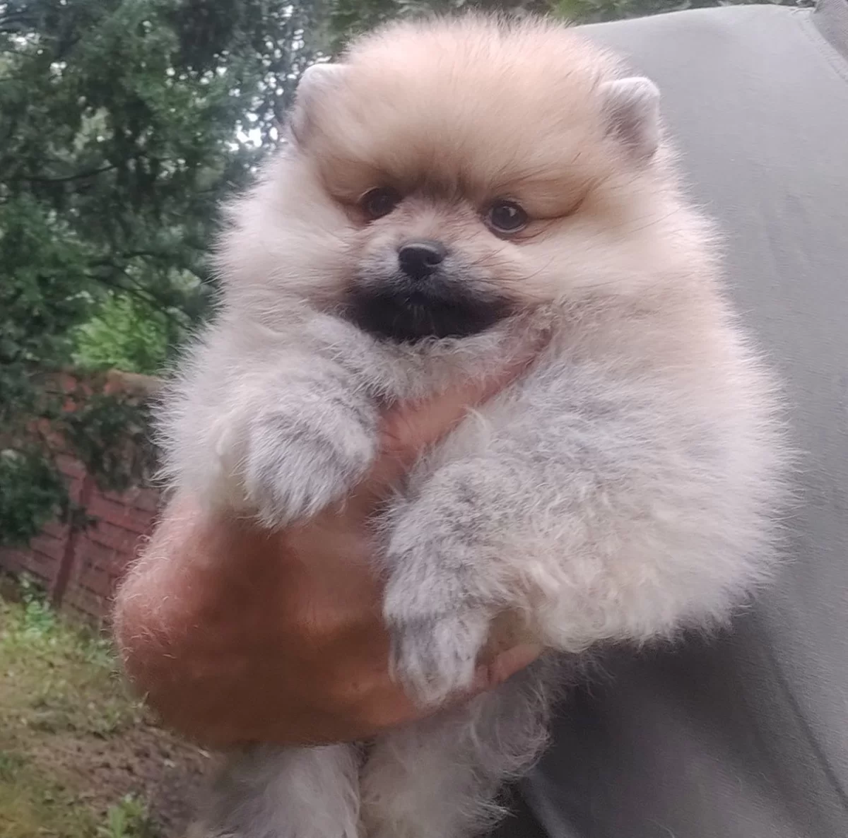 Sprzedam Pomeranian szpic miniaturowy suczki / kupie