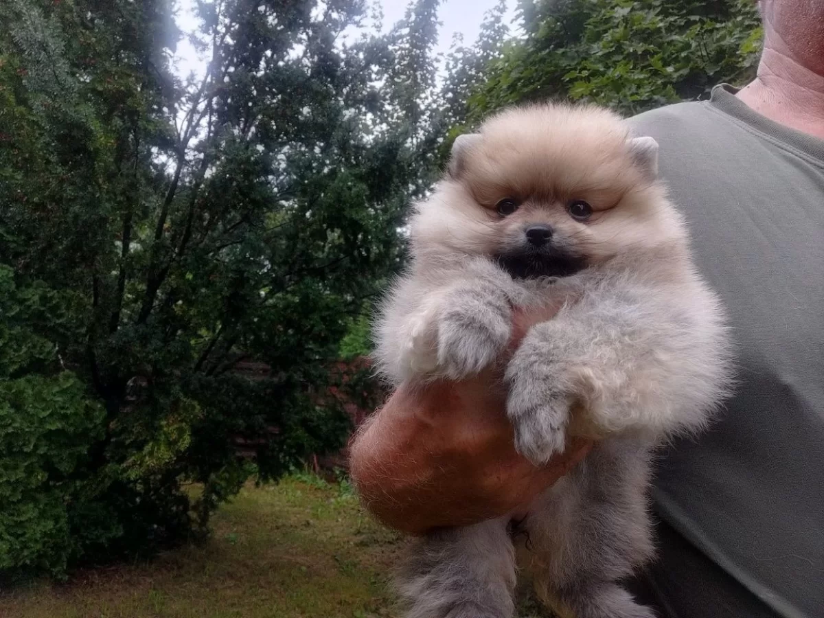 Sprzedam Pomeranian szpic miniaturowy suczki / kupie