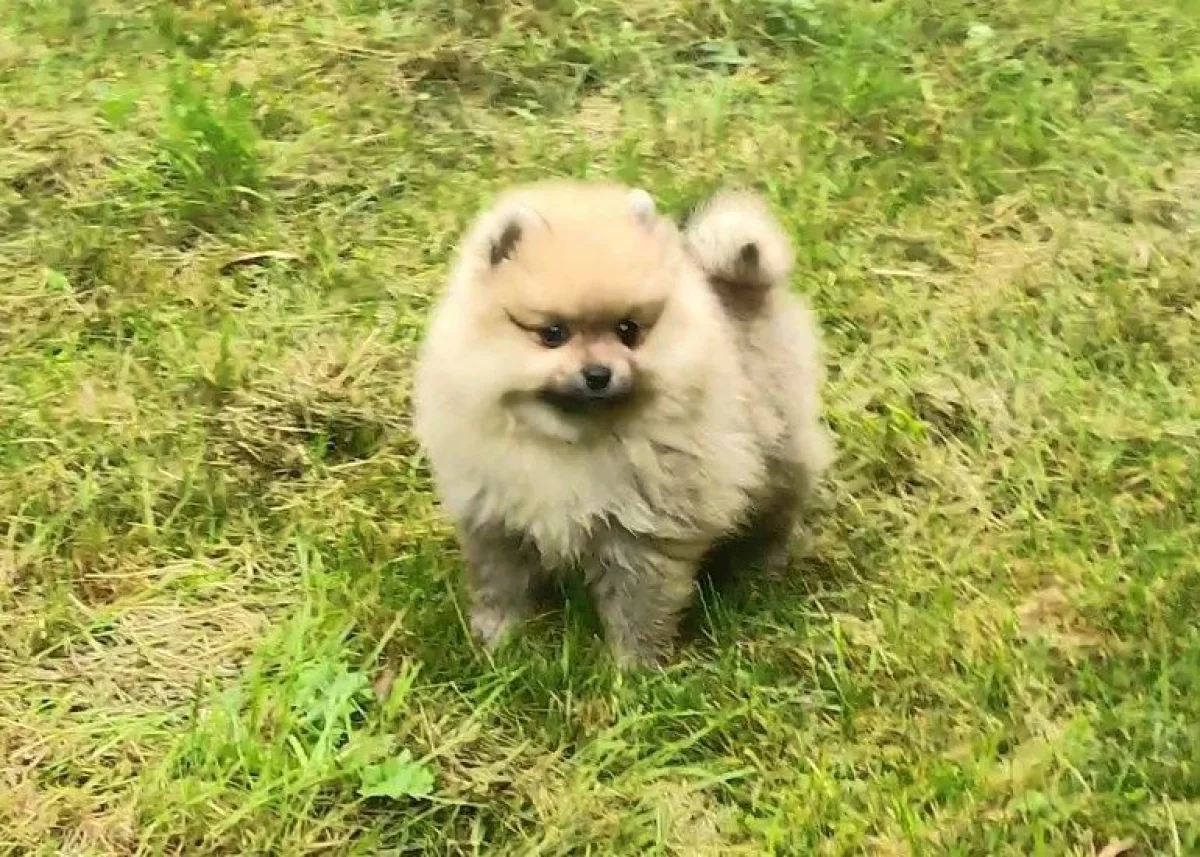 Sprzedam Pomeranian szpic miniaturowy suczki / kupie