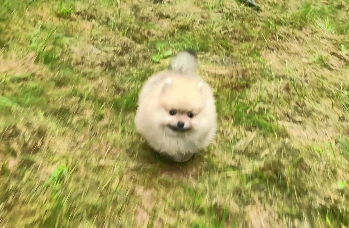 Sprzedam Pomeranian szpic miniaturowy suczki / kupie