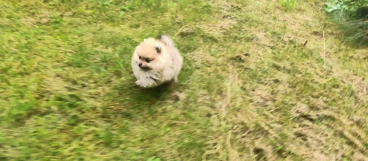 Sprzedam Pomeranian szpic miniaturowy suczki / kupie