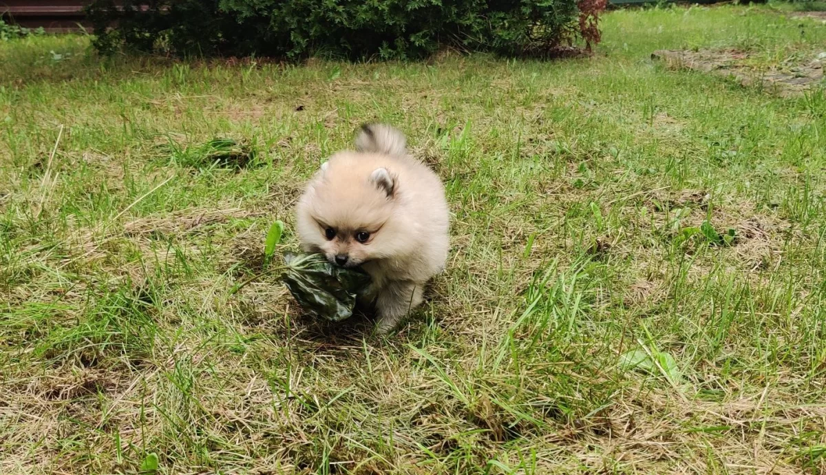 Sprzedam Pomeranian szpic miniaturowy suczki / kupie