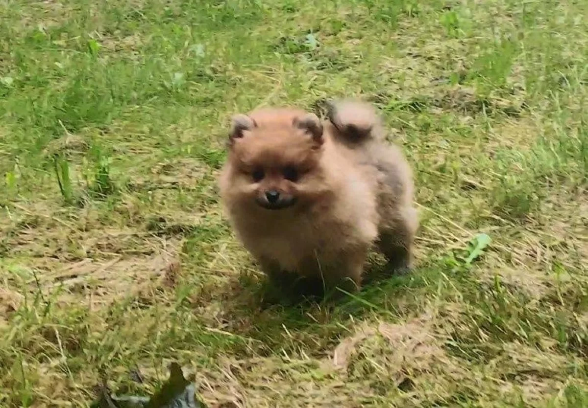Sprzedam Pomeranian szpic miniaturowy suczki / kupie