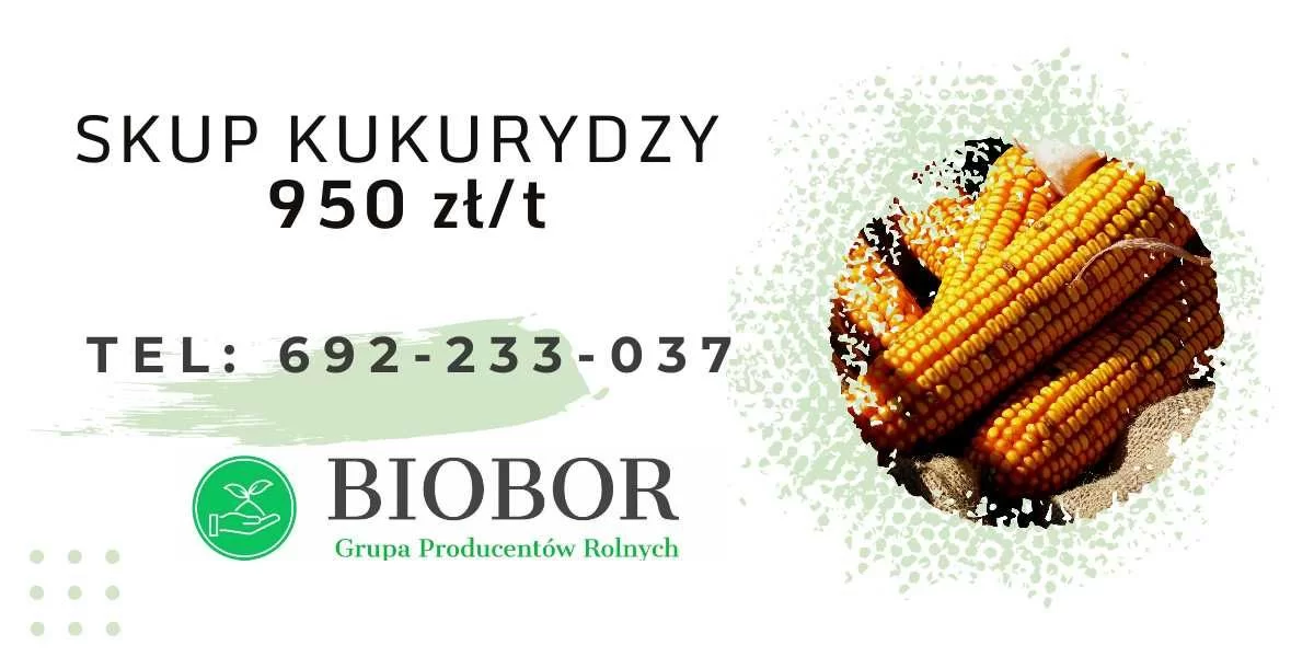Kukurydza mokra - Skup, zbiory 2022 GOTÓWKA