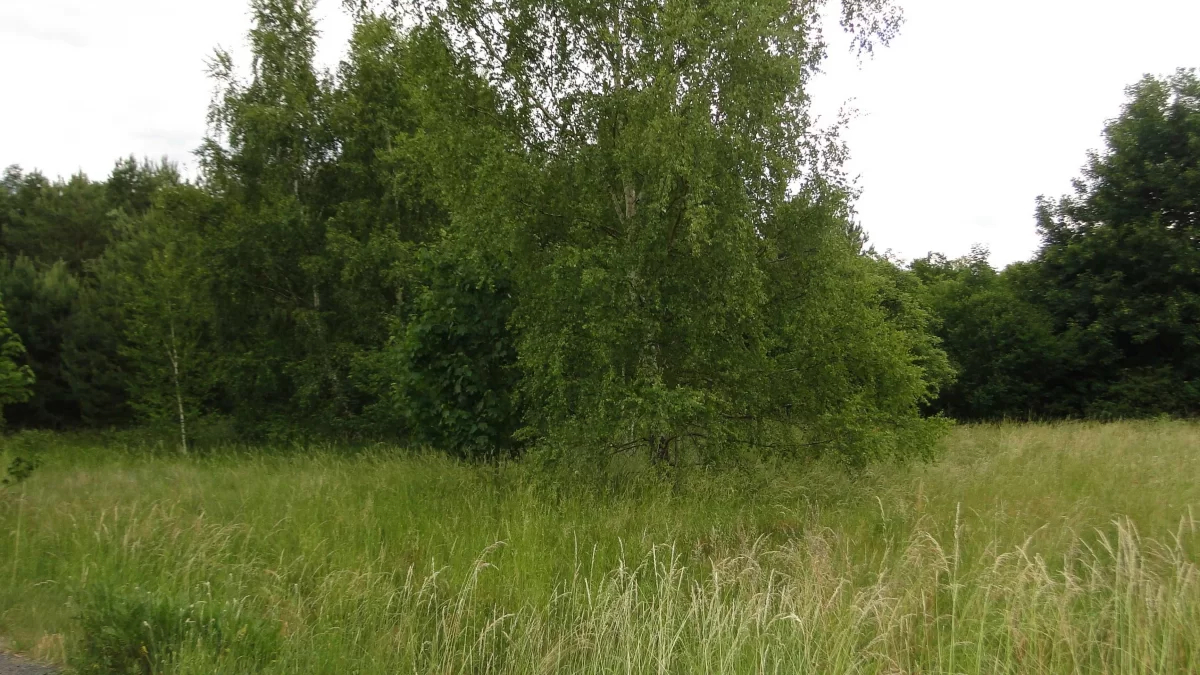 Atrakcyjny budynek wolnostojący w Radomii Zielona Góra