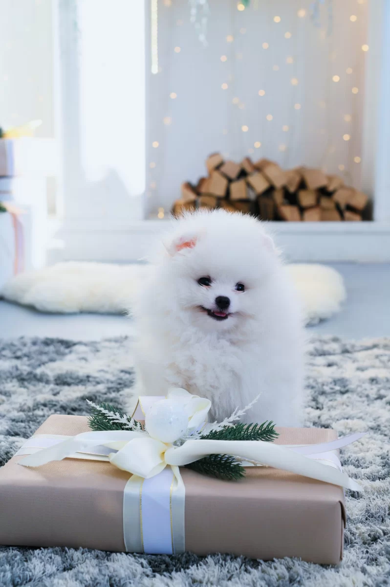 Gotowy Szpic Miniaturowy Pomeranian Szczenięta ZKwP