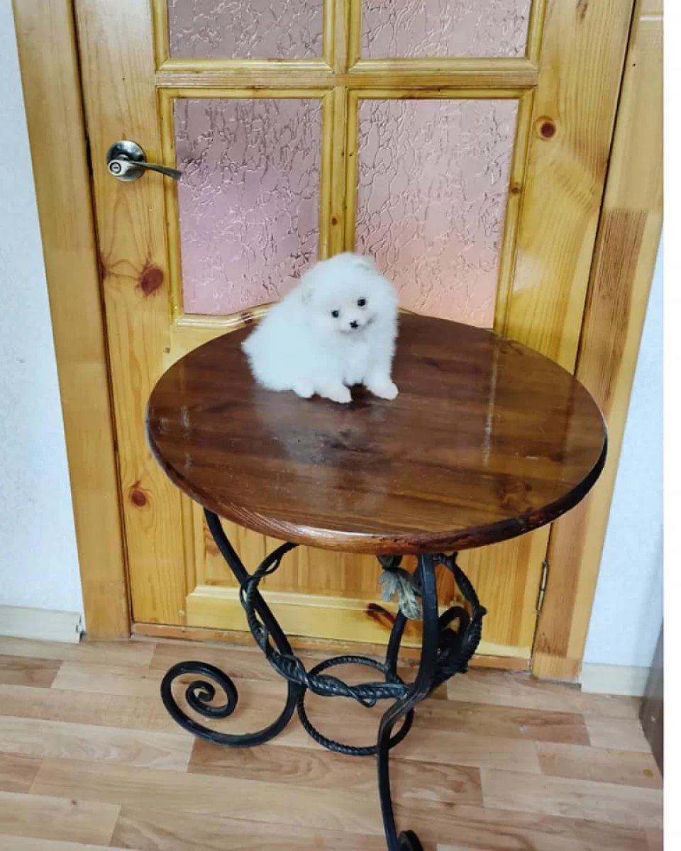 Gotowy Szpic Miniaturowy Pomeranian Szczenięta ZKwP