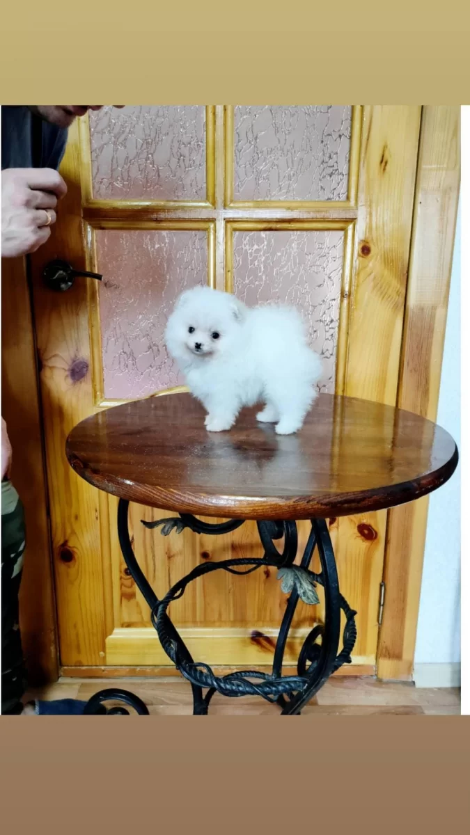 Gotowy Szpic Miniaturowy Pomeranian Szczenięta ZKwP