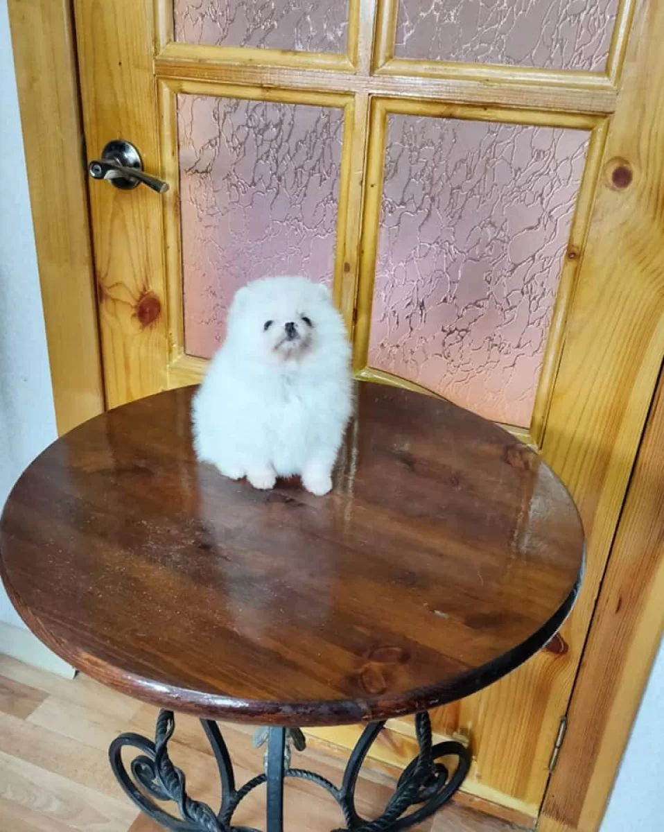 Gotowy Szpic Miniaturowy Pomeranian Szczenięta ZKwP