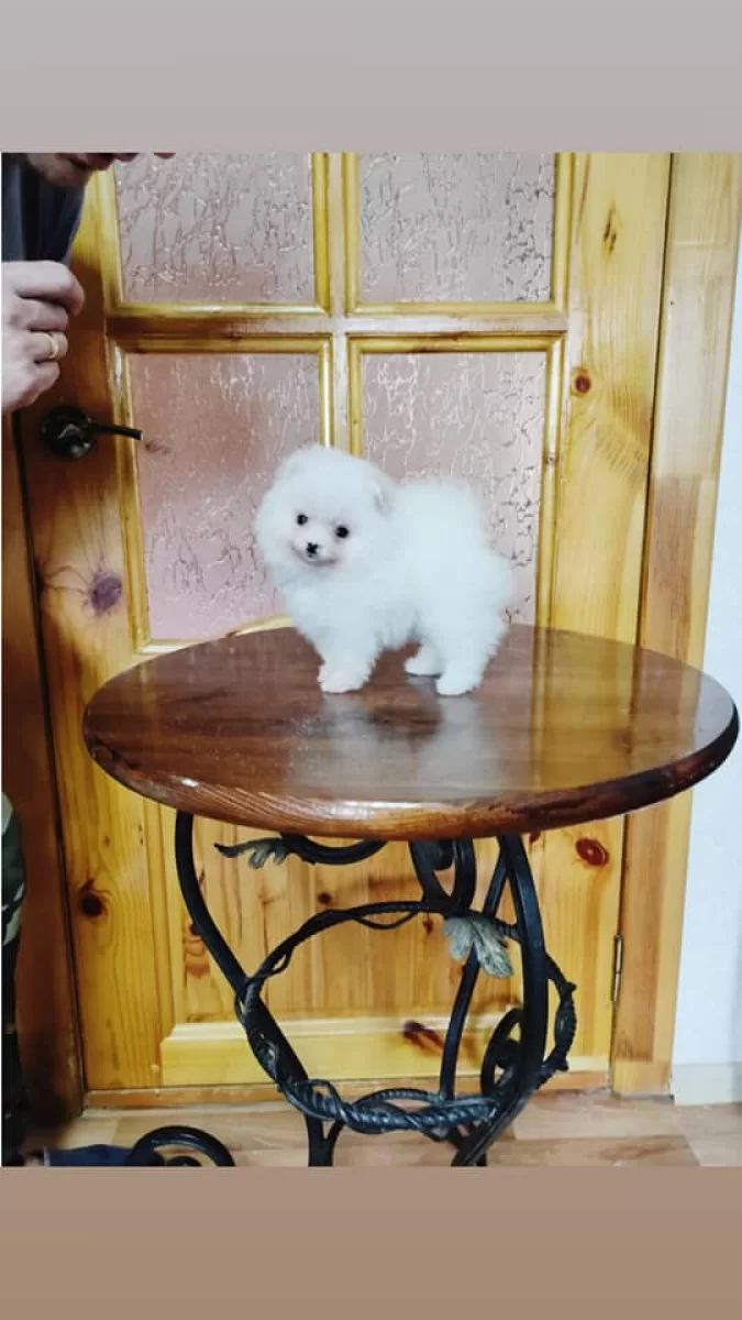 Gotowy Szpic Miniaturowy Pomeranian Szczenięta ZKwP