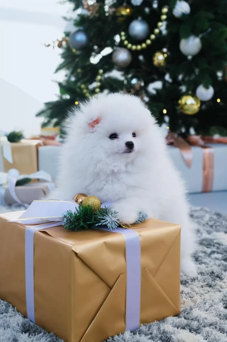 Gotowy Szpic Miniaturowy Pomeranian Szczenięta ZKwP