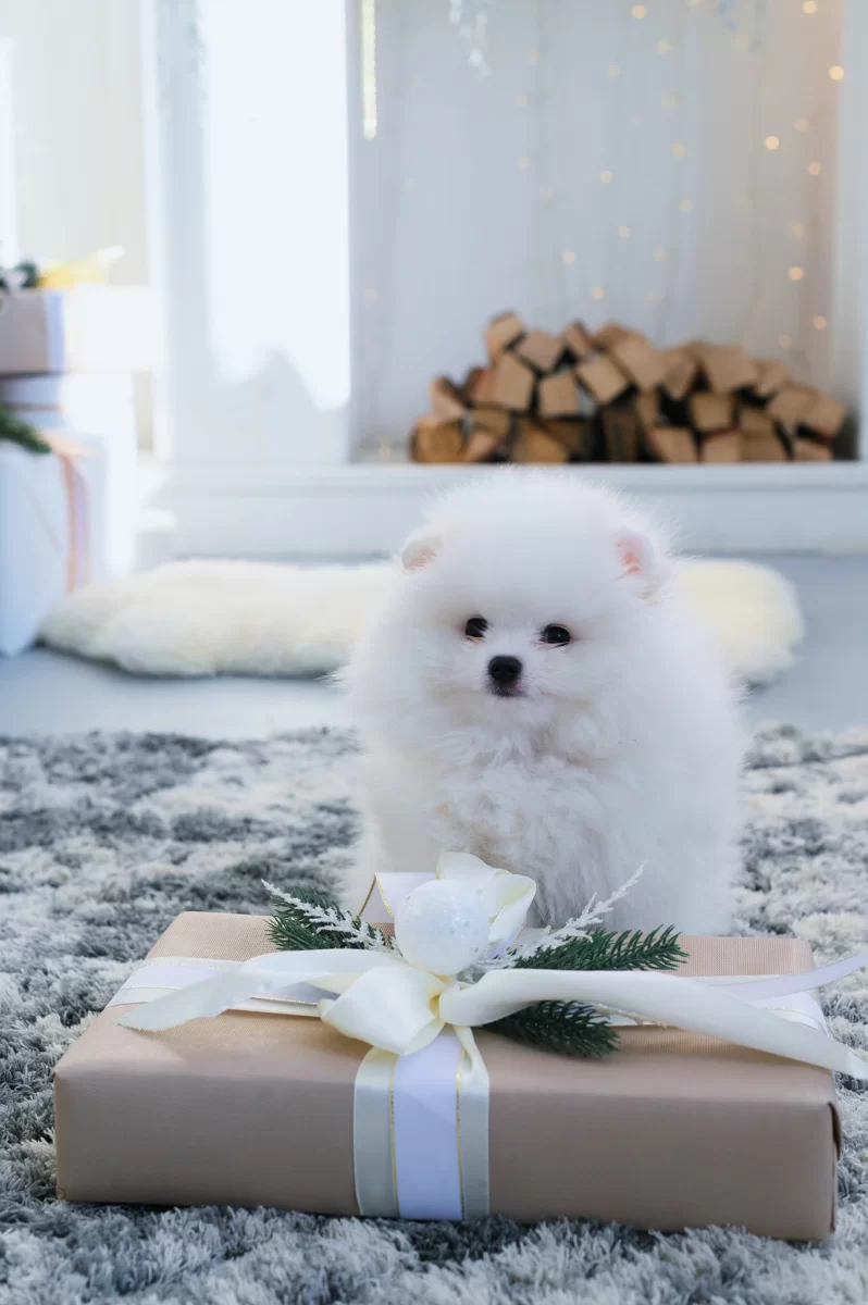 Gotowy Szpic Miniaturowy Pomeranian Szczenięta ZKwP