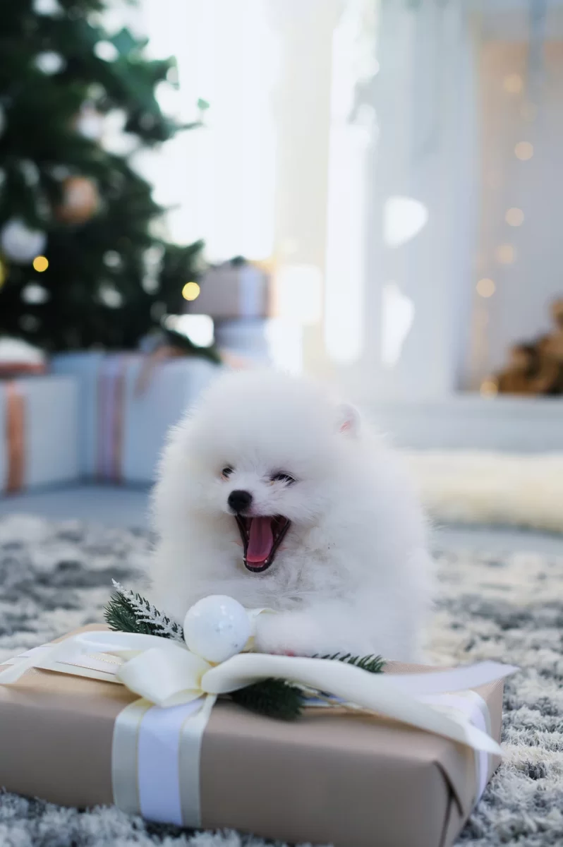 Gotowy Szpic Miniaturowy Pomeranian Szczenięta ZKwP