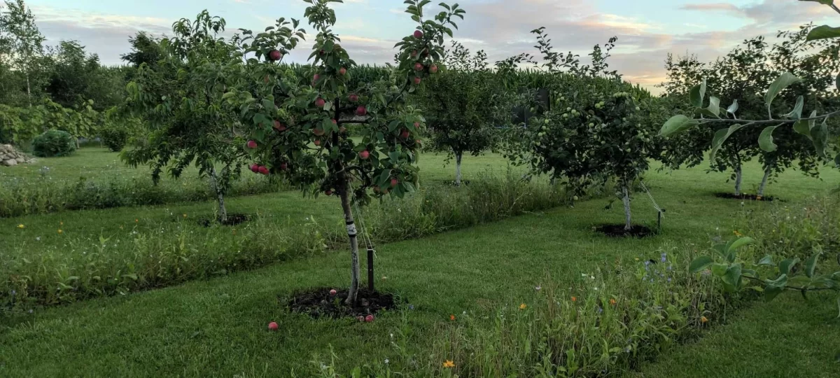 Dom z działką w spokojnej okolicy