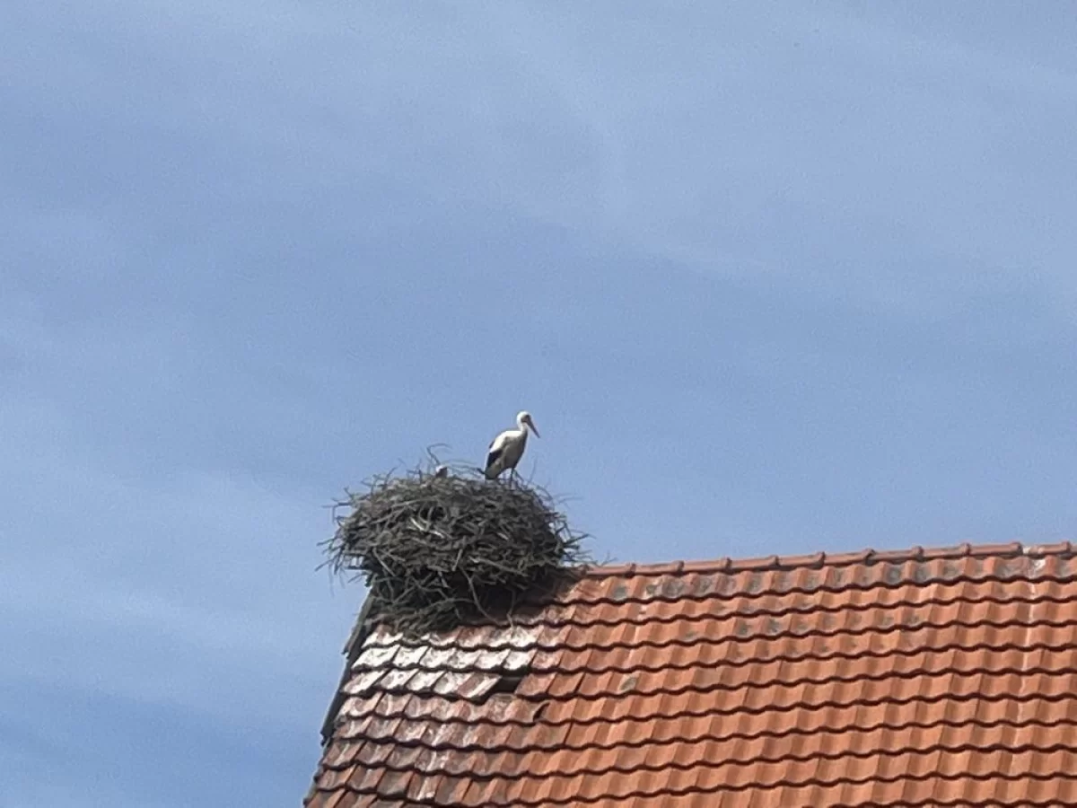 Dom na wsi z ziemia 2.6 hektara Przystawy