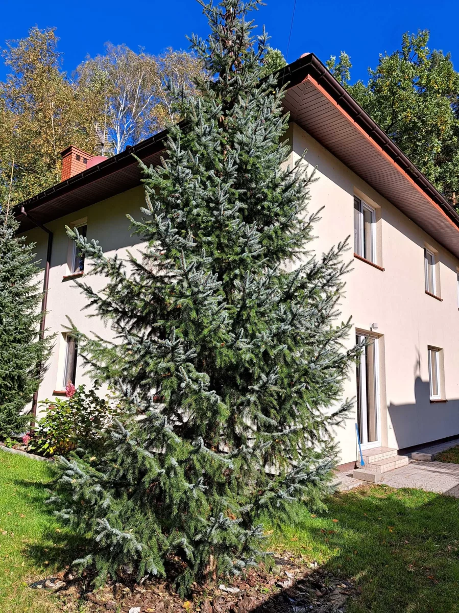 bezpośrednio, 118 m2 Marki, Grunwaldzka 44 z z ogrodem w lesie
