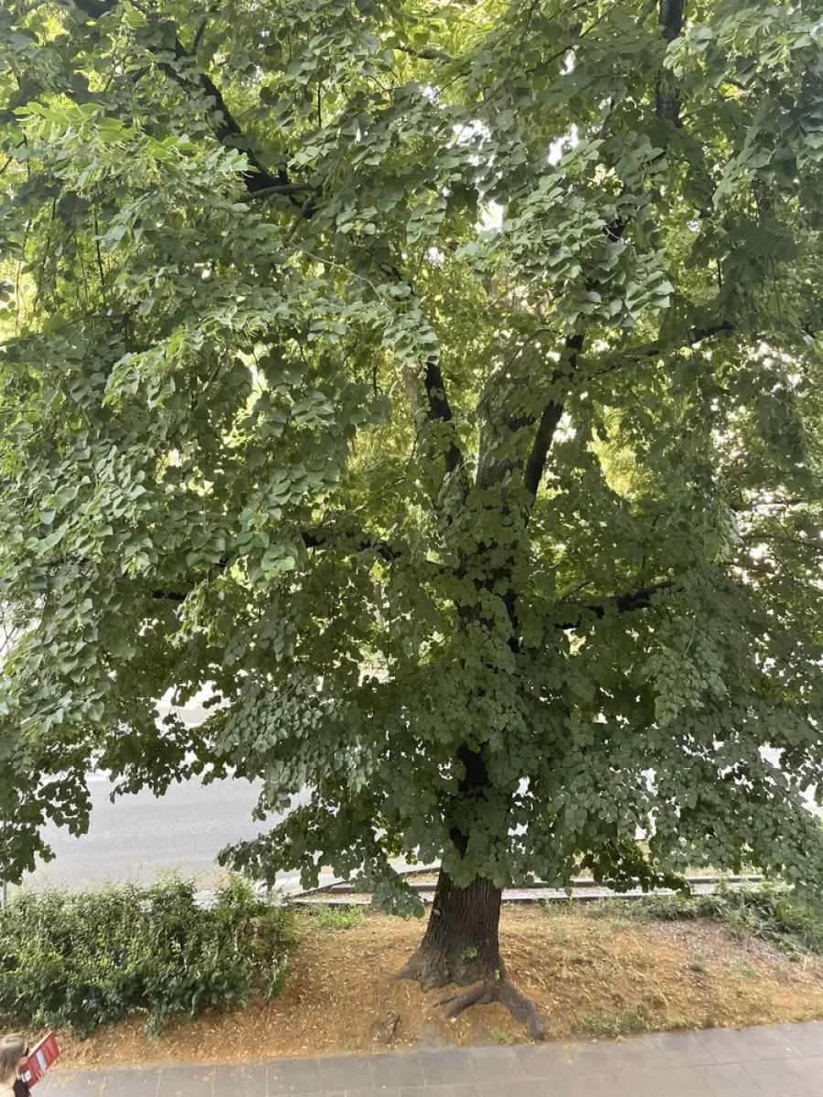 Wynajmę klimatyczną kawalerkę Saska Kępa ul.Francuska