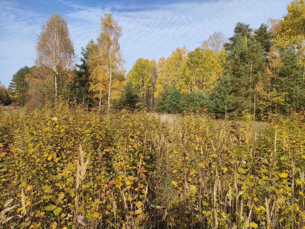 Sprzedam piękną 10 ar. działkę Zielona Góra - Ługowo