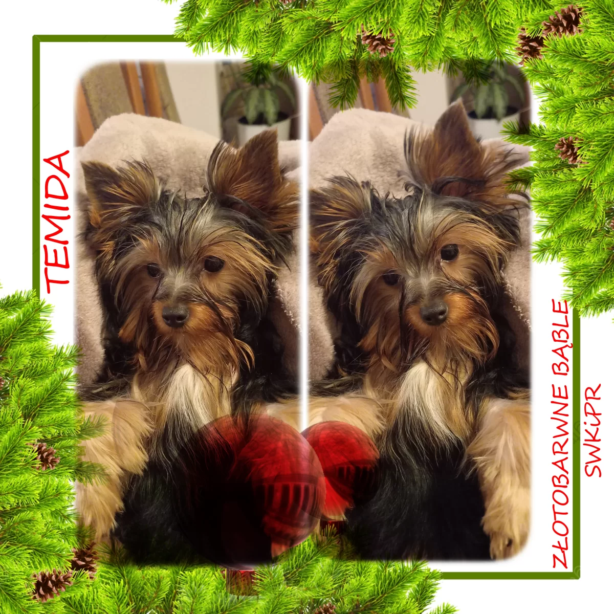 Yorkshire terrier sunia/5mc/dobrze wychowane